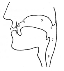 schematisch overzicht klanken